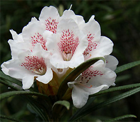 R. 'roxieanum'